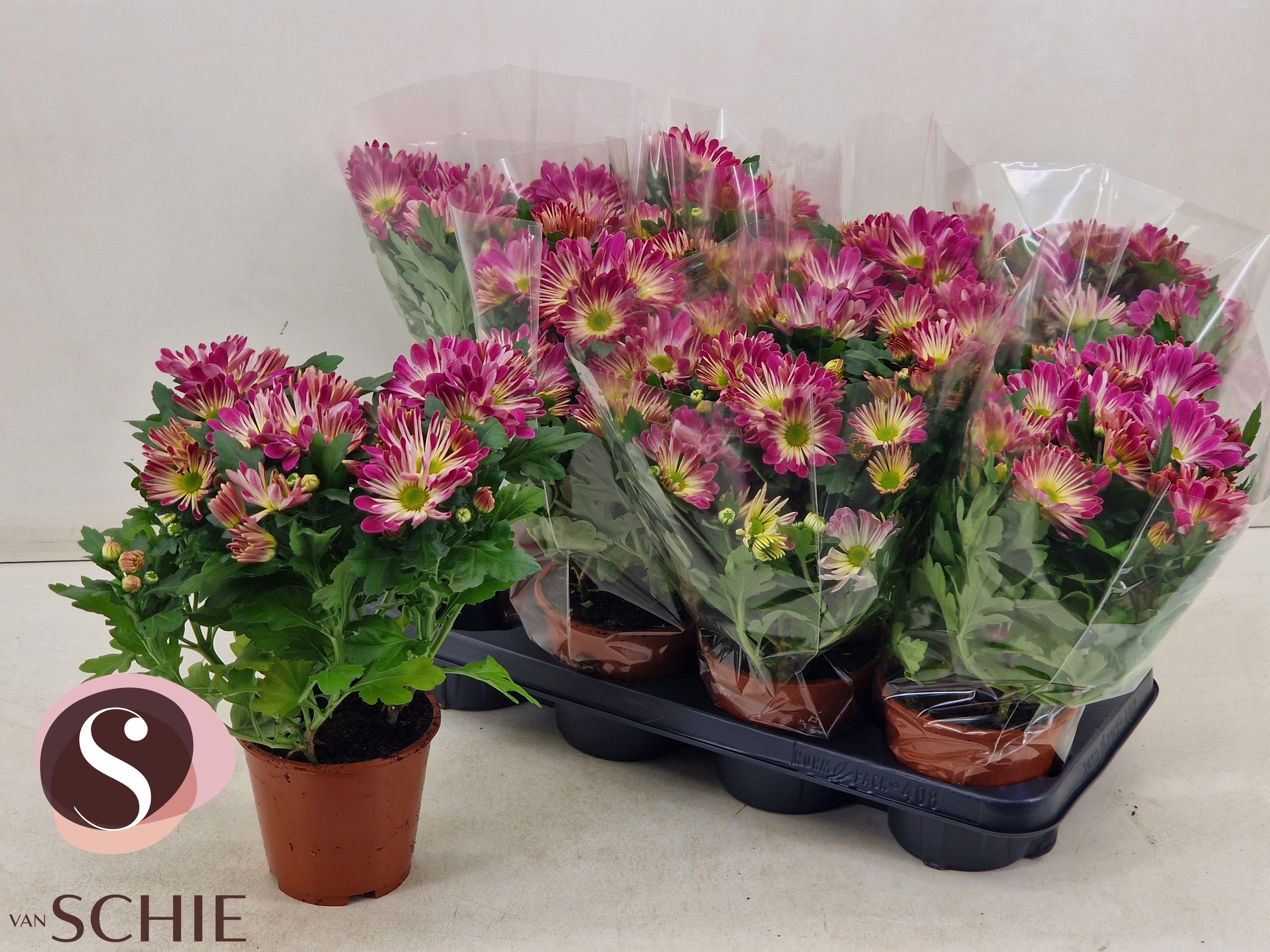 Горшечные цветы и растения оптом Chrys Magarita Bicolor Pink Secret (scenza) от 8шт из Голландии с доставкой по России