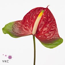 Срезанные цветы оптом Anthurium narita от 10шт из Голландии с доставкой по России