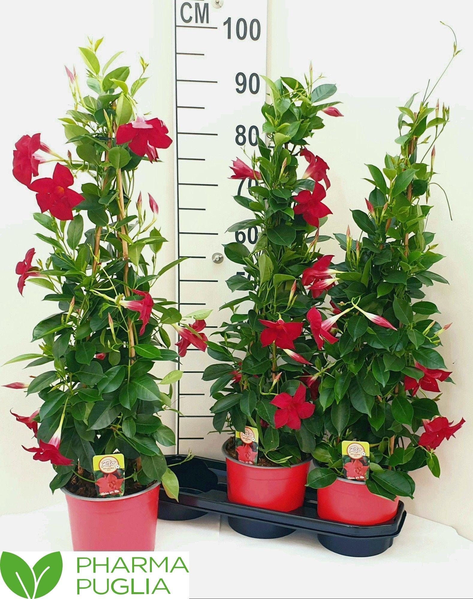 Горшечные цветы и растения оптом Mande Rio Grande Red от 3шт из Голландии с доставкой по России