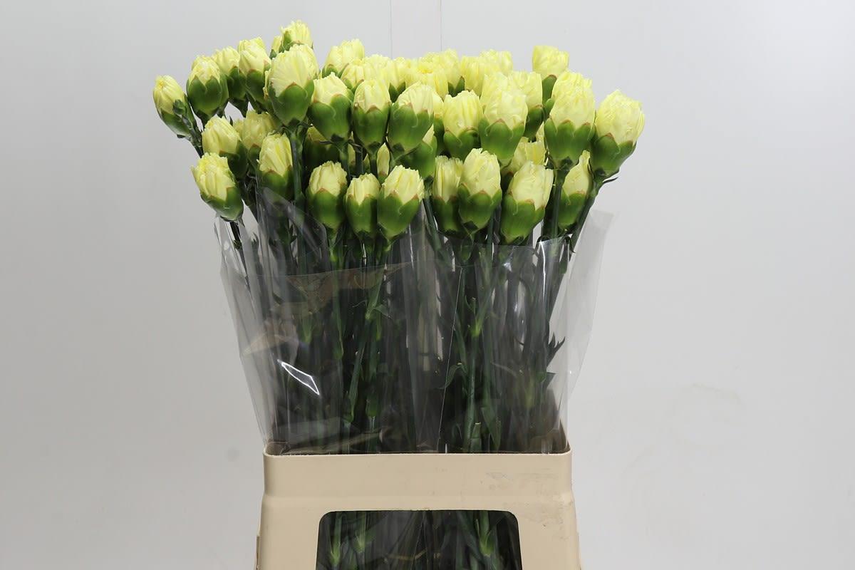 Срезанные цветы оптом Dianthus st yellow от 100шт из Голландии с доставкой по России