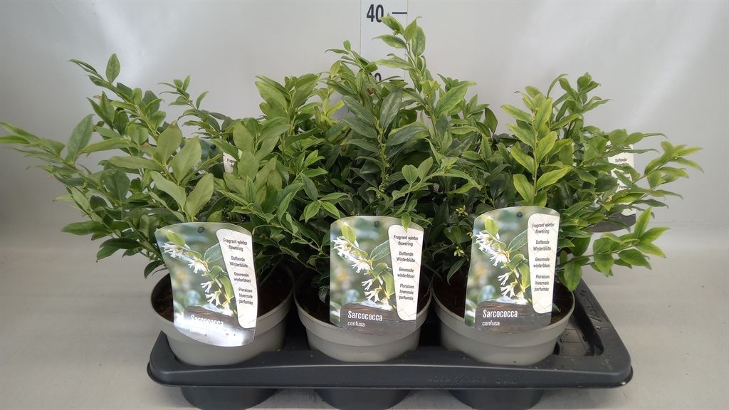 Горшечные цветы и растения оптом Sarcococca Confusa от 6шт из Голландии с доставкой по России