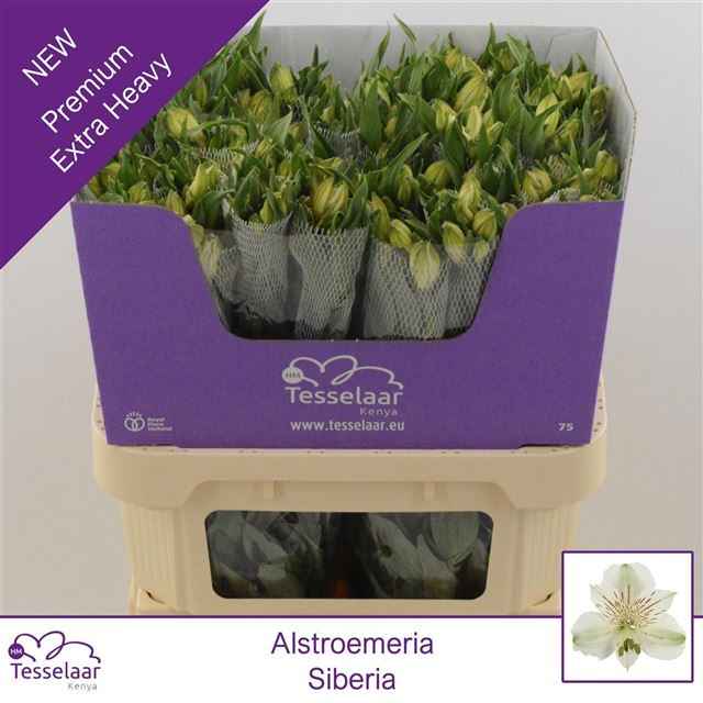 Срезанные цветы оптом Alstroemeria siberia от 40шт из Голландии с доставкой по России