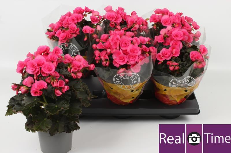 Горшечные цветы и растения оптом Beg Hl Adonia Pink от 6шт (для телеги) из Голландии с доставкой по России