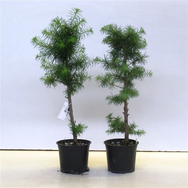 Горшечные цветы и растения оптом Bonsai Larix от 6шт из Голландии с доставкой по России