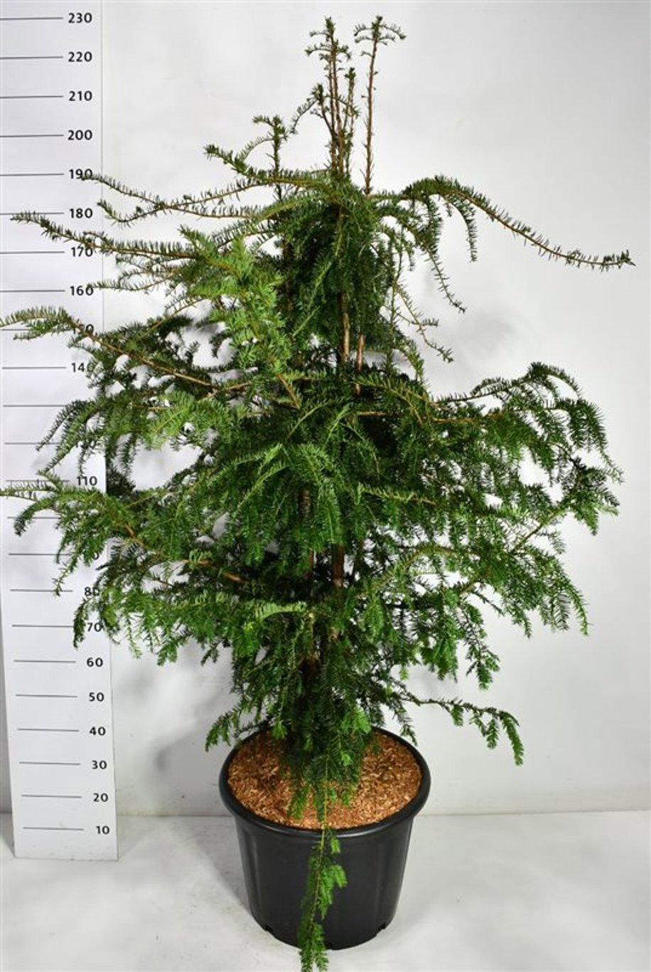 Горшечные цветы и растения оптом Taxus Bacc Dovastoniana от 1шт из Голландии с доставкой по России