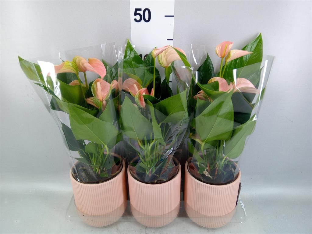 Горшечные цветы и растения оптом Anthurium Andr. joli Peach от 3шт из Голландии с доставкой по России
