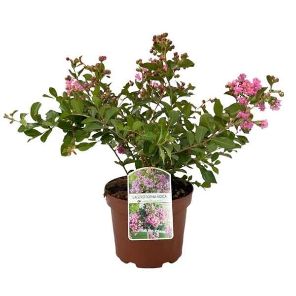 Горшечные цветы и растения оптом Lagerstroemia Indica Pink от 3шт из Голландии с доставкой по России