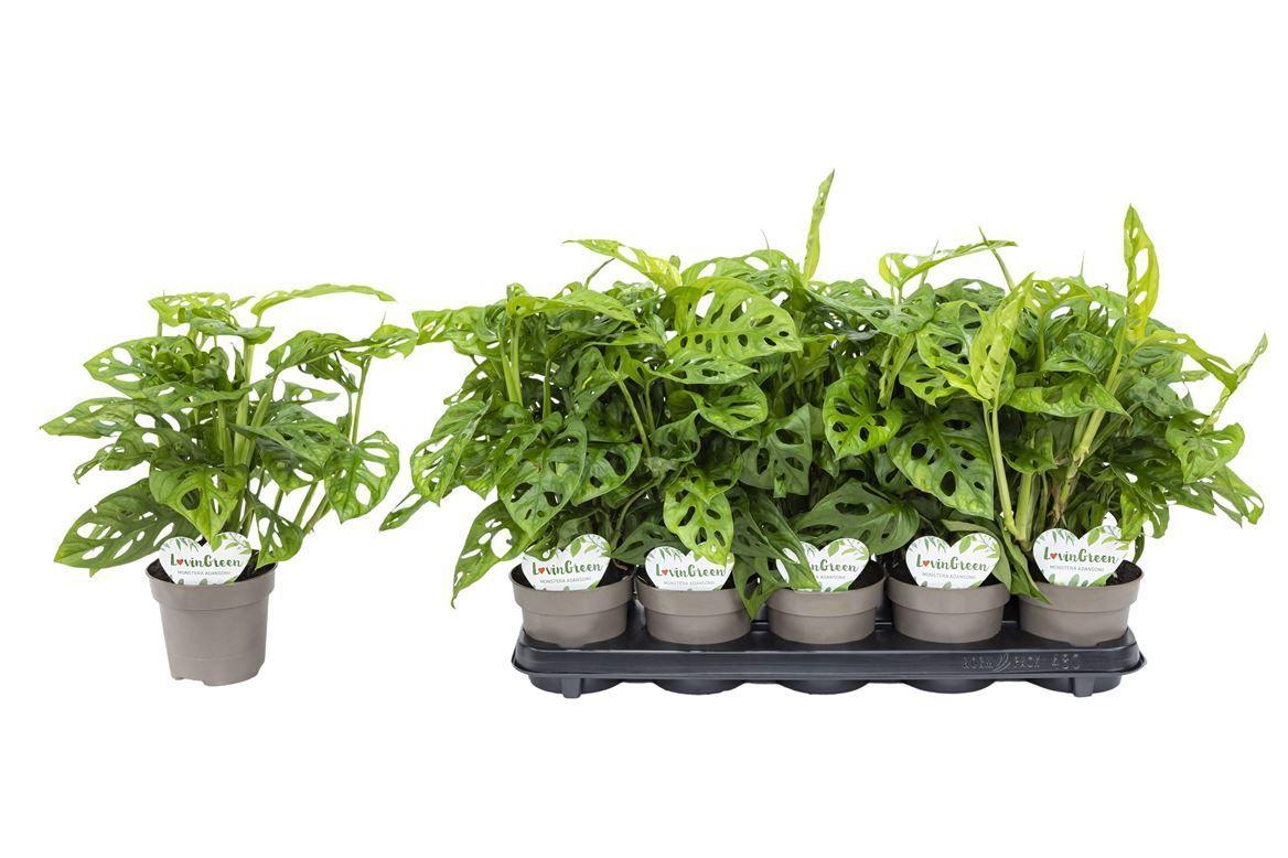Горшечные цветы и растения оптом Monstera Obliqua от 10шт из Голландии с доставкой по России