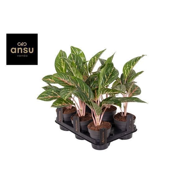 Горшечные цветы и растения оптом Aglaonema Coco Green от 6шт из Голландии с доставкой по России