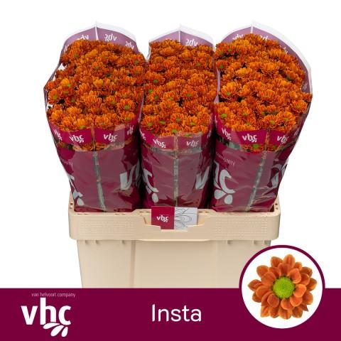 Срезанные цветы оптом Chrys sa insta от 75шт из Голландии с доставкой по России