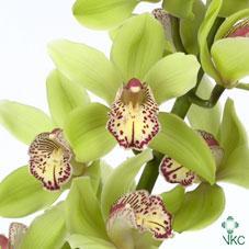 Срезанные цветы оптом Cymbidium green hans от 9шт из Голландии с доставкой по России