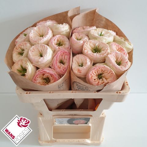 Срезанные цветы оптом Rosa large pinky pie от 20шт из Голландии с доставкой по России