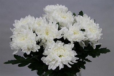 Срезанные цветы оптом Chrys bl gagarin от 20шт из Голландии с доставкой по России