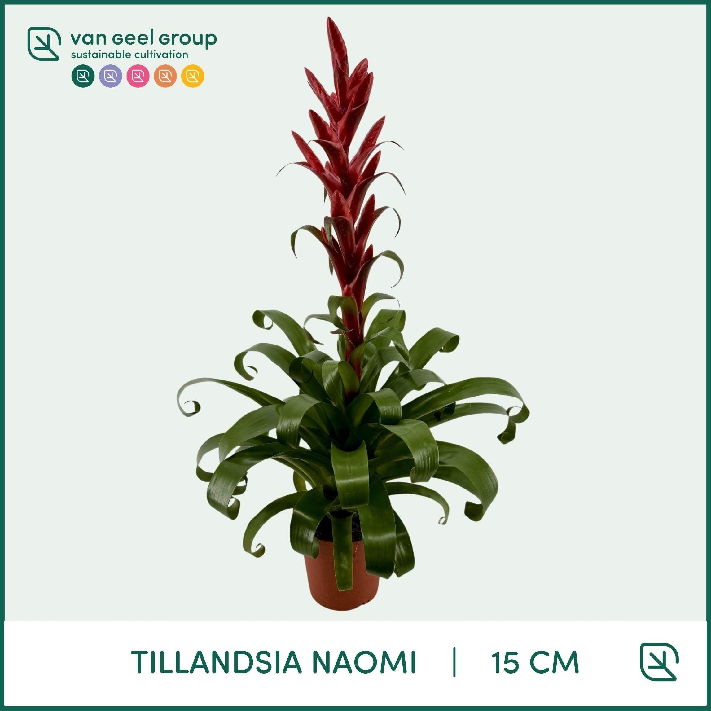 Горшечные цветы и растения оптом Tillandsia Naomi от 7шт из Голландии с доставкой по России