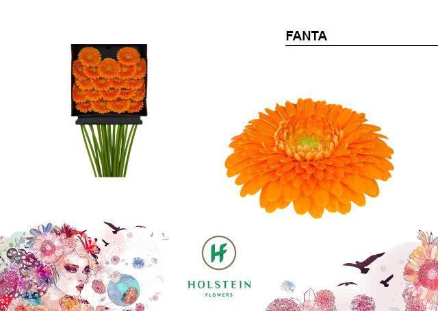 Срезанные цветы оптом Germini diamond gerponi fanta от 20шт из Голландии с доставкой по России