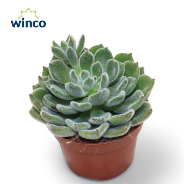 Горшечные цветы и растения оптом Echeveria Green Velvet от 10шт из Голландии с доставкой по России