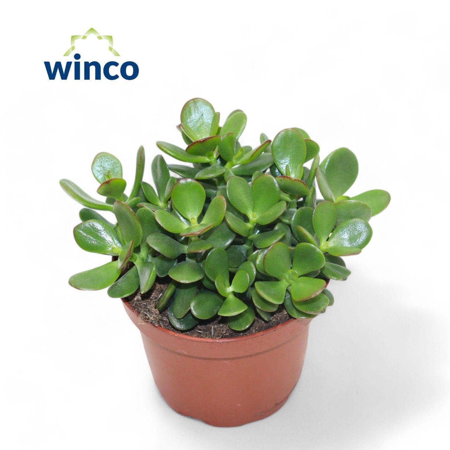 Горшечные цветы и растения оптом Crass Minor от 12шт из Голландии с доставкой по России