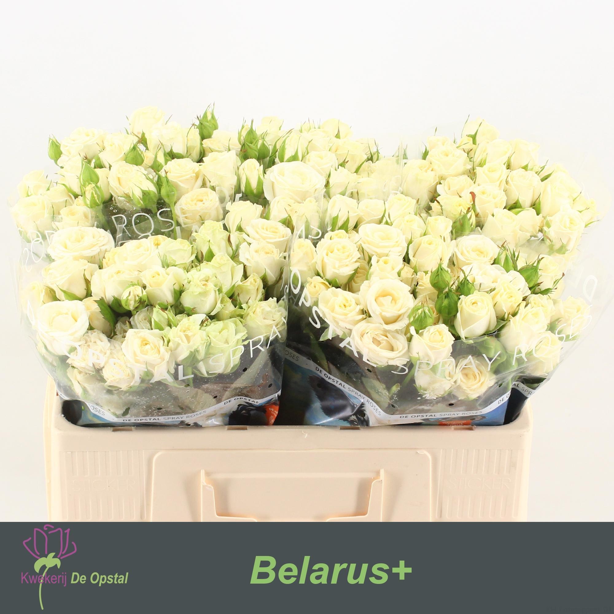 Срезанные цветы оптом Rosa spray belarus от 50шт. из Голландии с доставкой по России