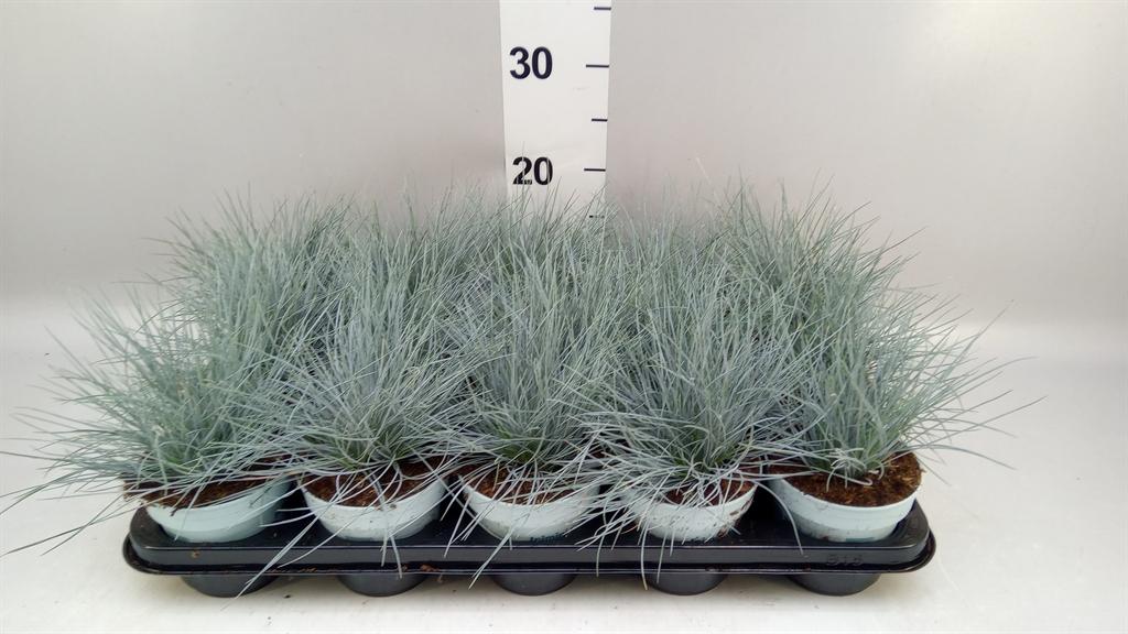 Горшечные цветы и растения оптом Festuca Glauca compacta Blue от 15шт из Голландии с доставкой по России