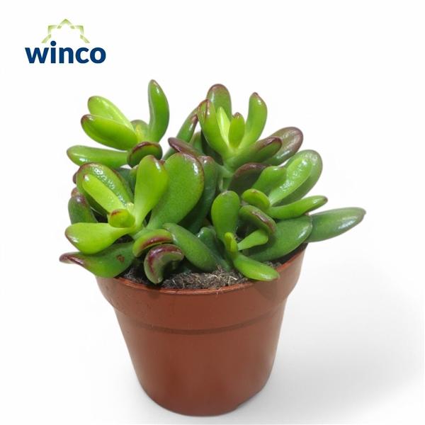 Горшечные цветы и растения оптом Crassula Convoluta от 18шт (для телеги) из Голландии с доставкой по России