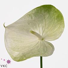 Срезанные цветы оптом Anthurium grace от 10шт из Голландии с доставкой по России