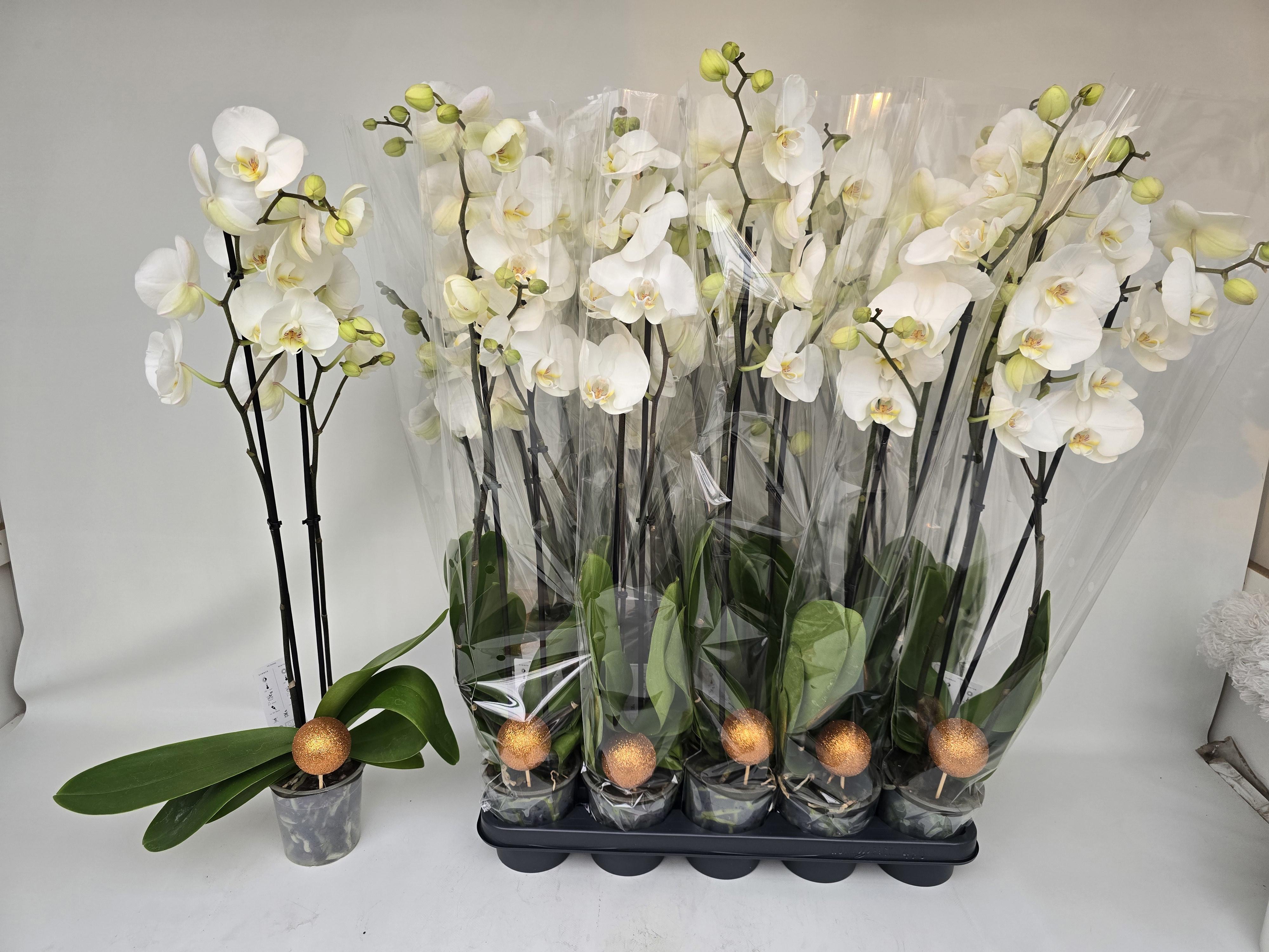 Горшечные цветы и растения оптом Phal Ov Wit от 10шт из Голландии с доставкой по России