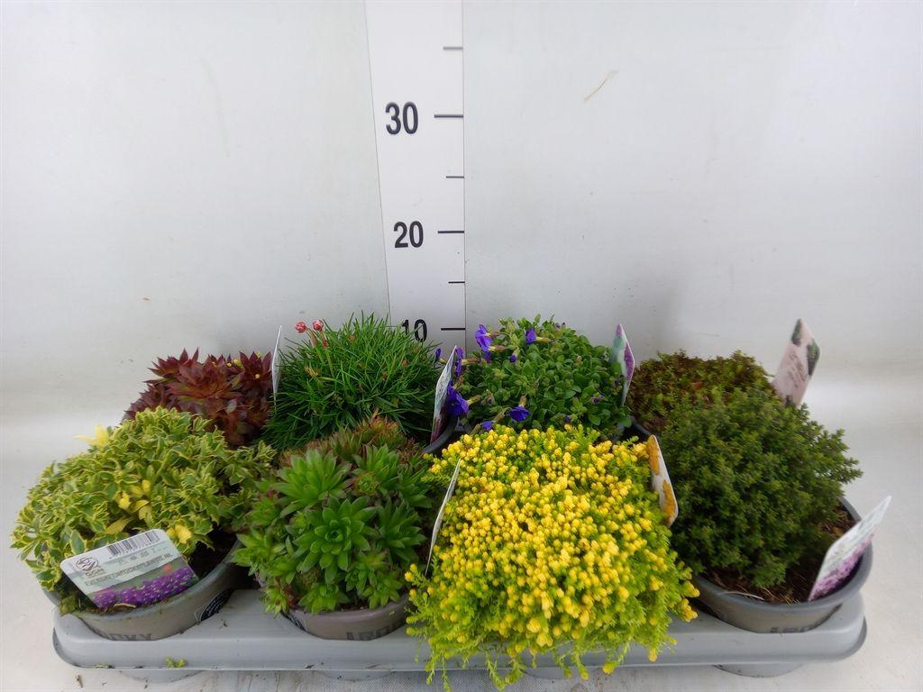 Горшечные цветы и растения оптом Rotsplanten   ...mix   [rock Plant] от 8шт из Голландии с доставкой по России