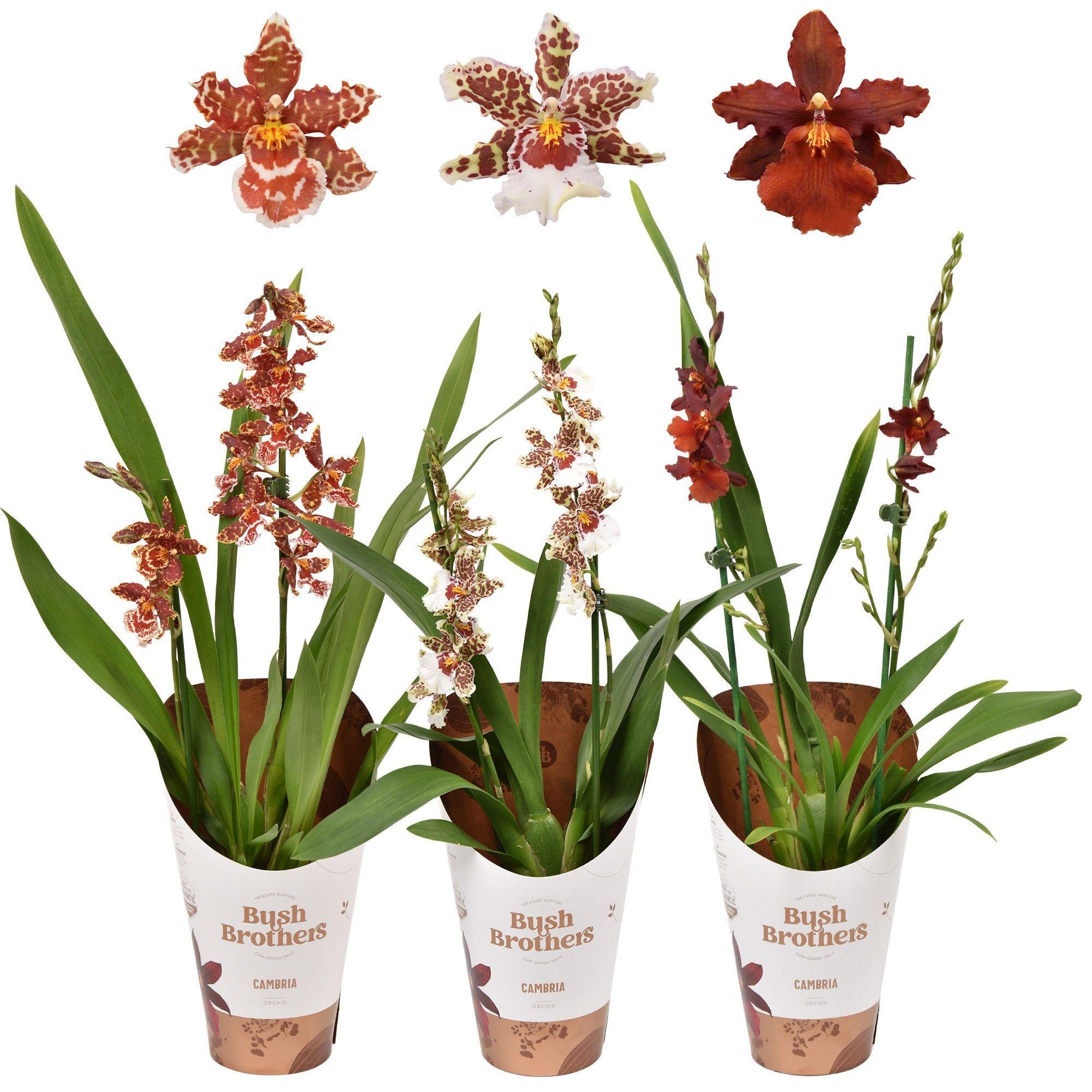 Горшечные цветы и растения оптом Cambria 2st Mix от 10шт из Голландии с доставкой по России