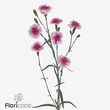 Срезанные цветы оптом Dianthus sp solomio dixie от 60шт из Голландии с доставкой по России