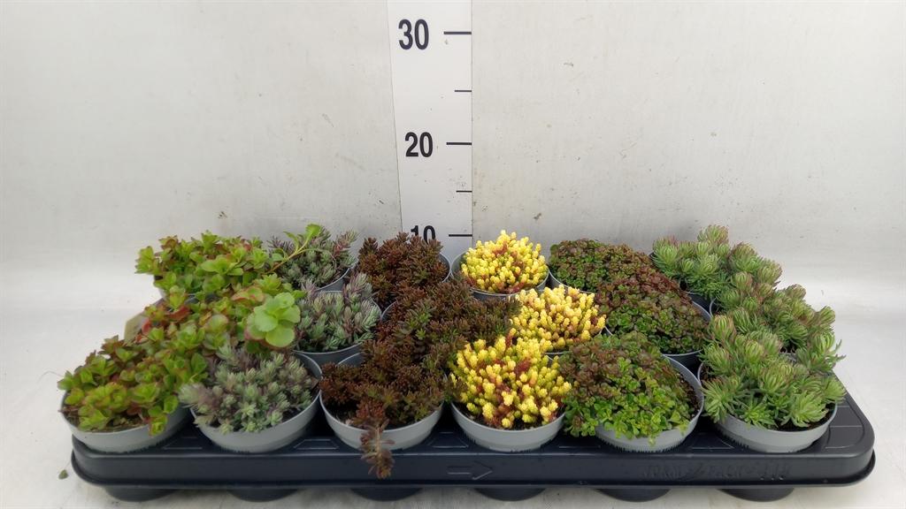 Горшечные цветы и растения оптом Sedum   ... от 18шт (для телеги) из Голландии с доставкой по России