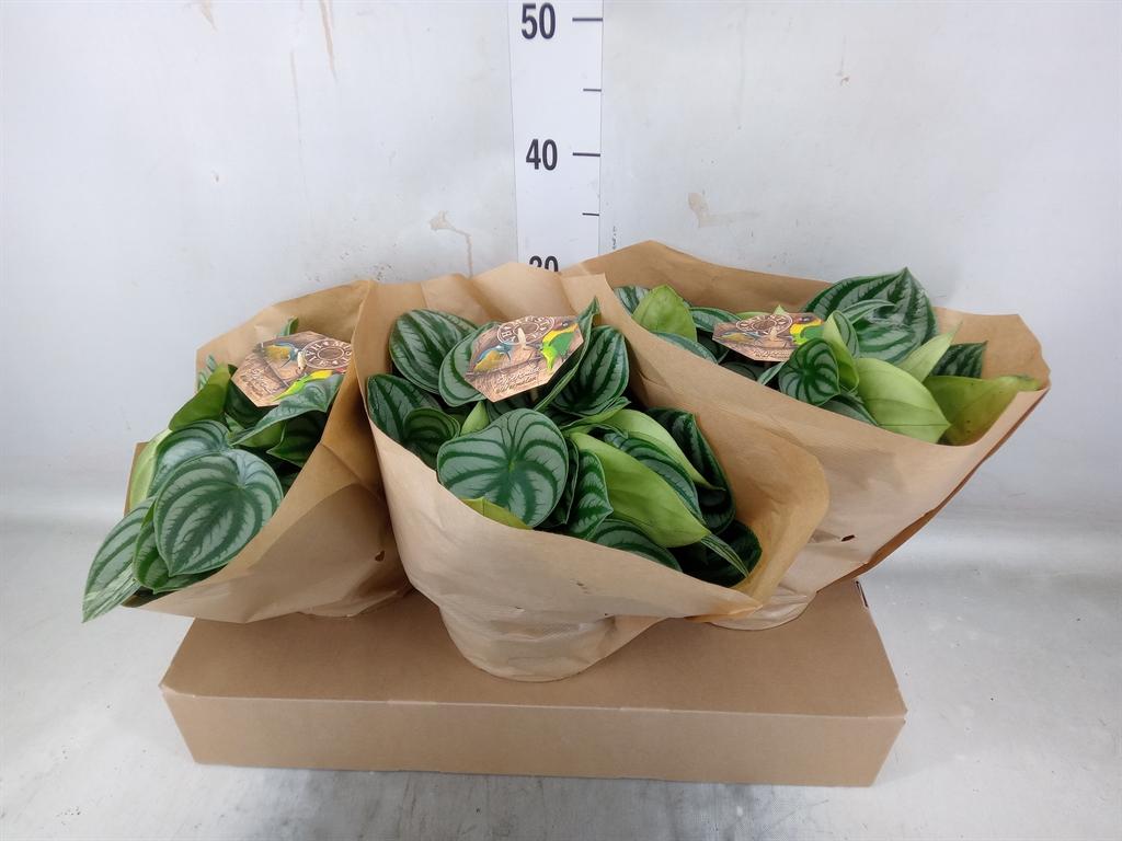 Горшечные цветы и растения оптом Peperomia Argyreia от 3шт из Голландии с доставкой по России