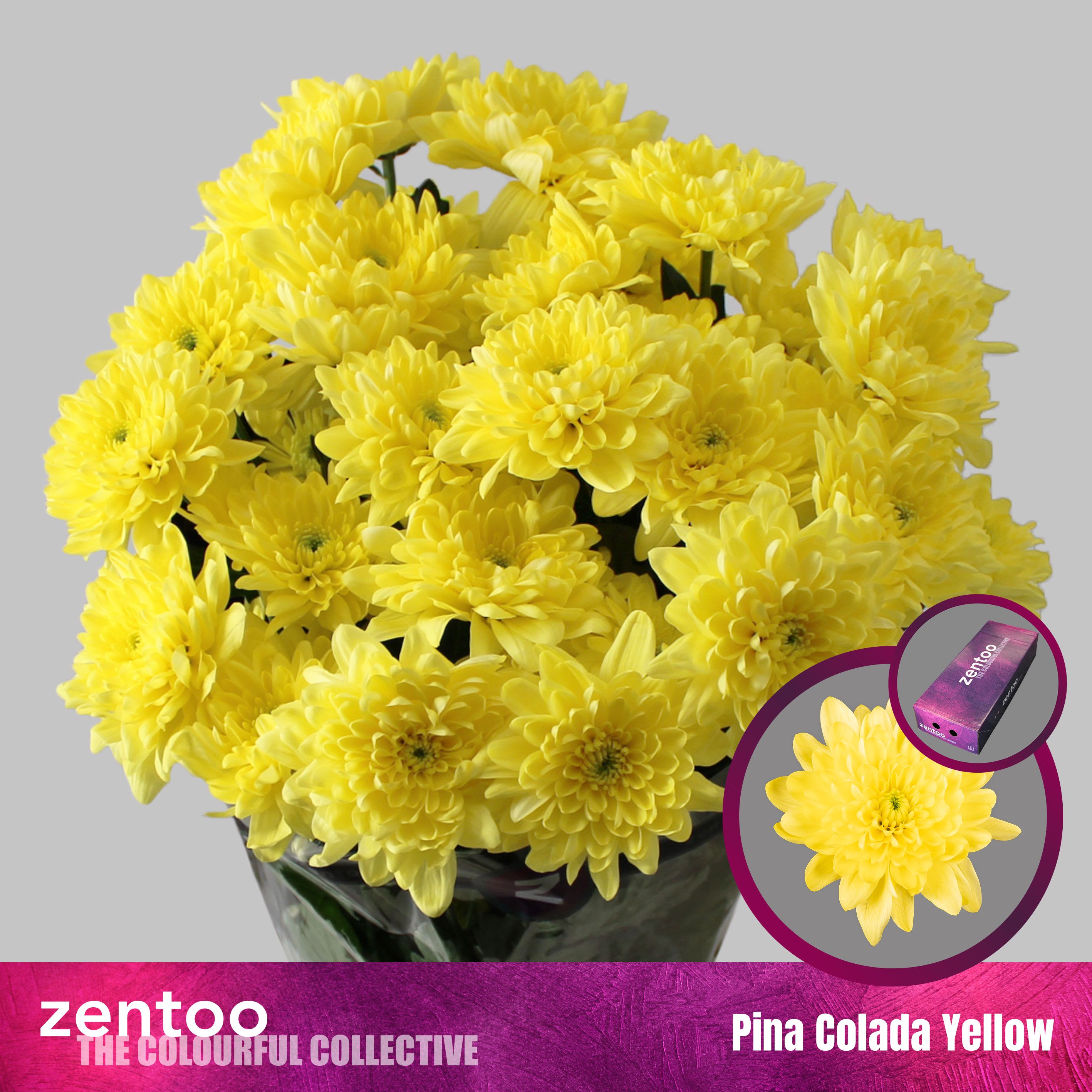 Срезанные цветы оптом Chrys sp pina colada yellow от 160шт из Голландии с доставкой по России