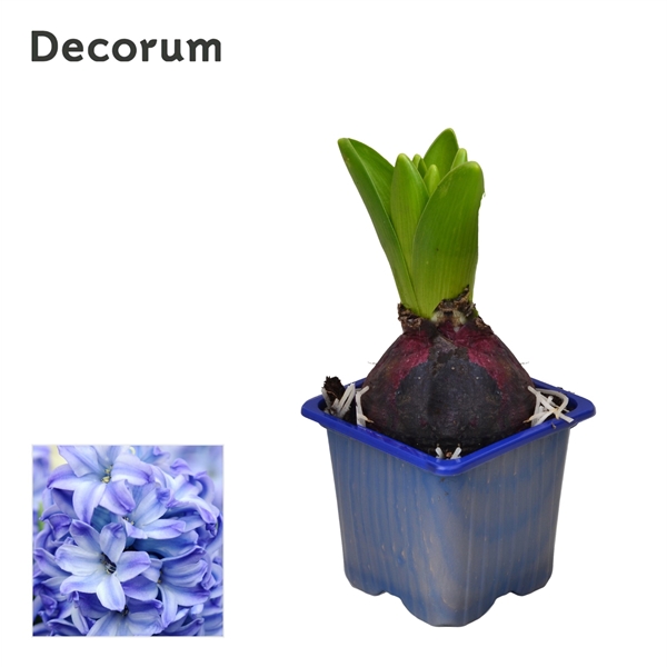 Горшечные цветы и растения оптом Hyacinthus Aqua 1pp (decorum) от 24шт из Голландии с доставкой по России