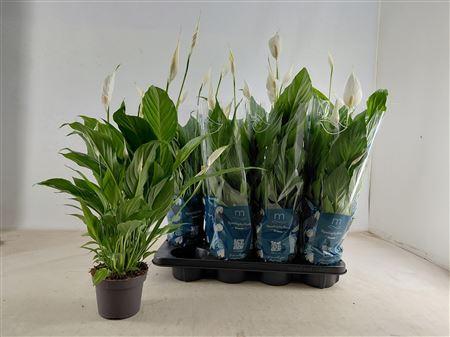 Горшечные цветы и растения оптом Spath Strauss 6-7 Bloemen+ от 8шт из Голландии с доставкой по России
