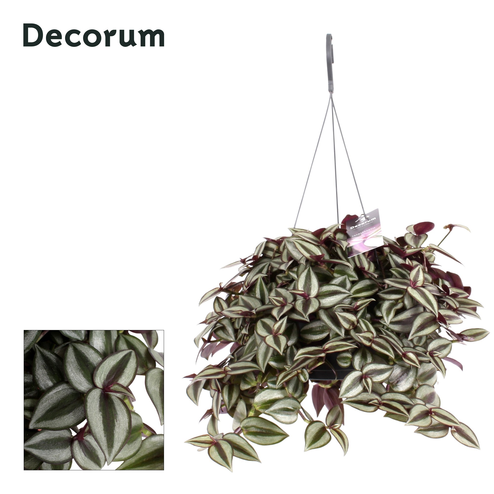 Горшечные цветы и растения оптом Tradescantia Zebrina Purpusii от 5шт из Голландии с доставкой по России