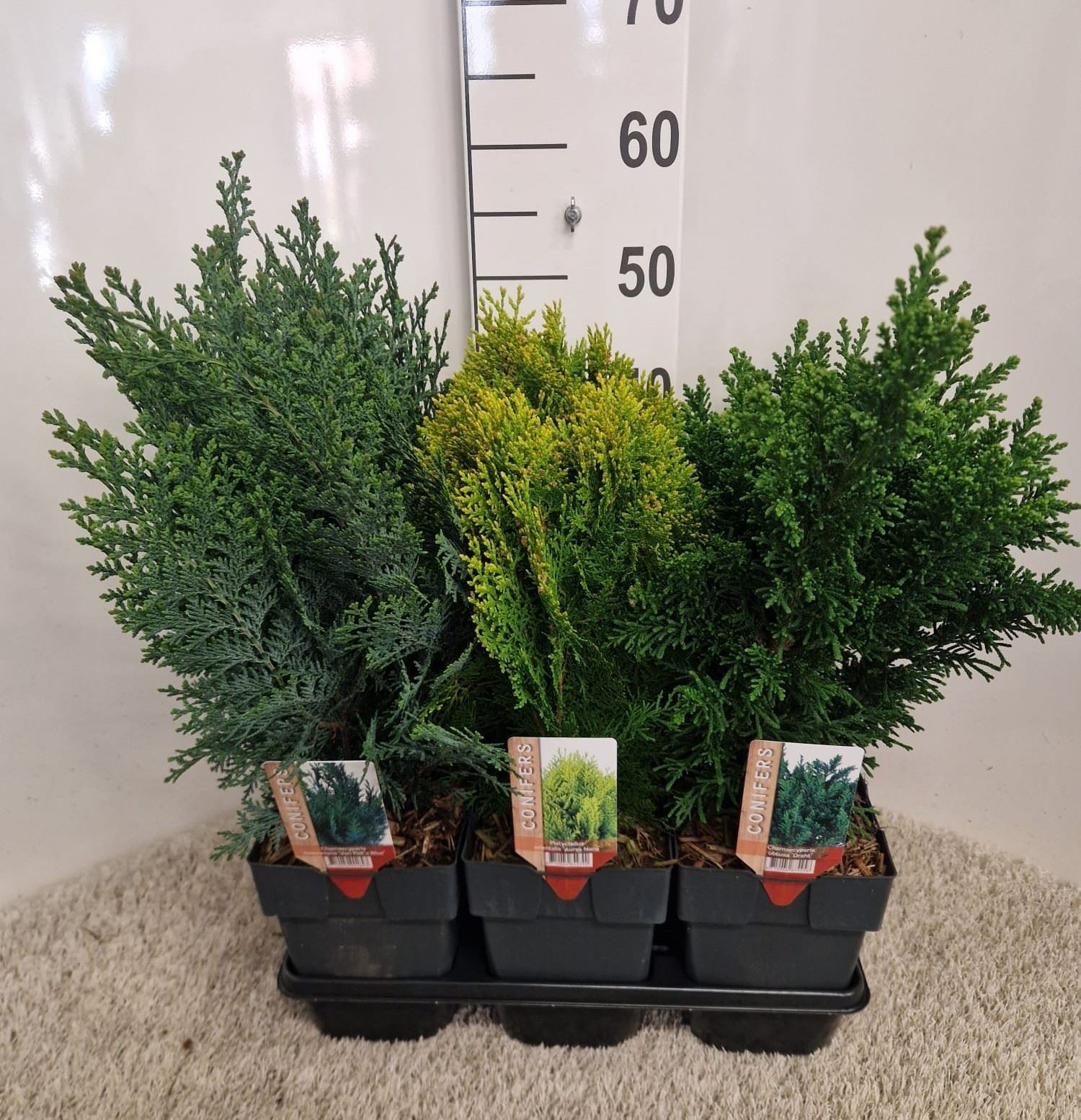 Горшечные цветы и растения оптом Conifers   ...mix от 6шт из Голландии с доставкой по России
