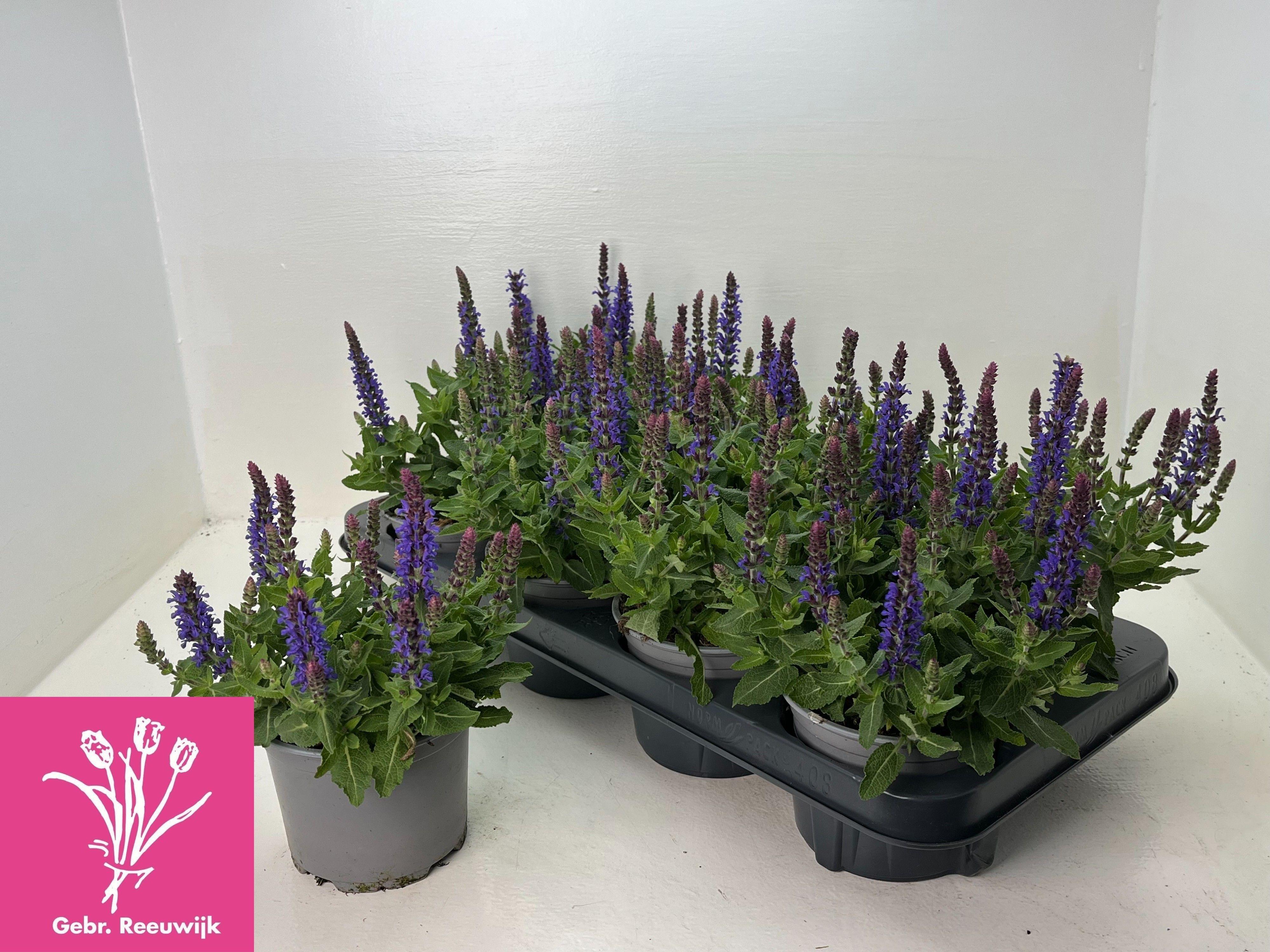 Горшечные цветы и растения оптом Salvia Ne Se Dp Blue от 8шт из Голландии с доставкой по России