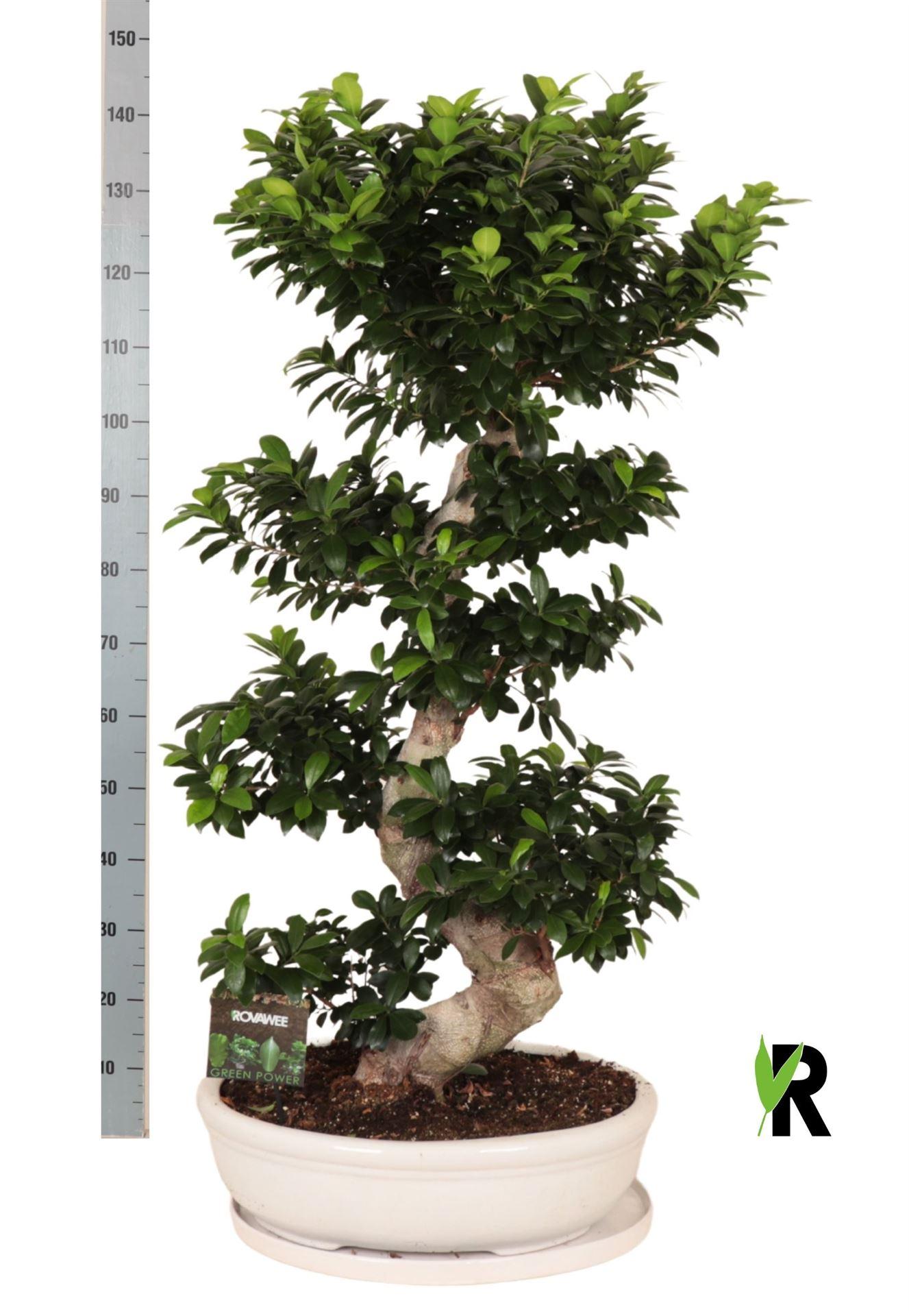 Горшечные цветы и растения оптом Ficus Microcarpa ginseng от 1шт из Голландии с доставкой по России