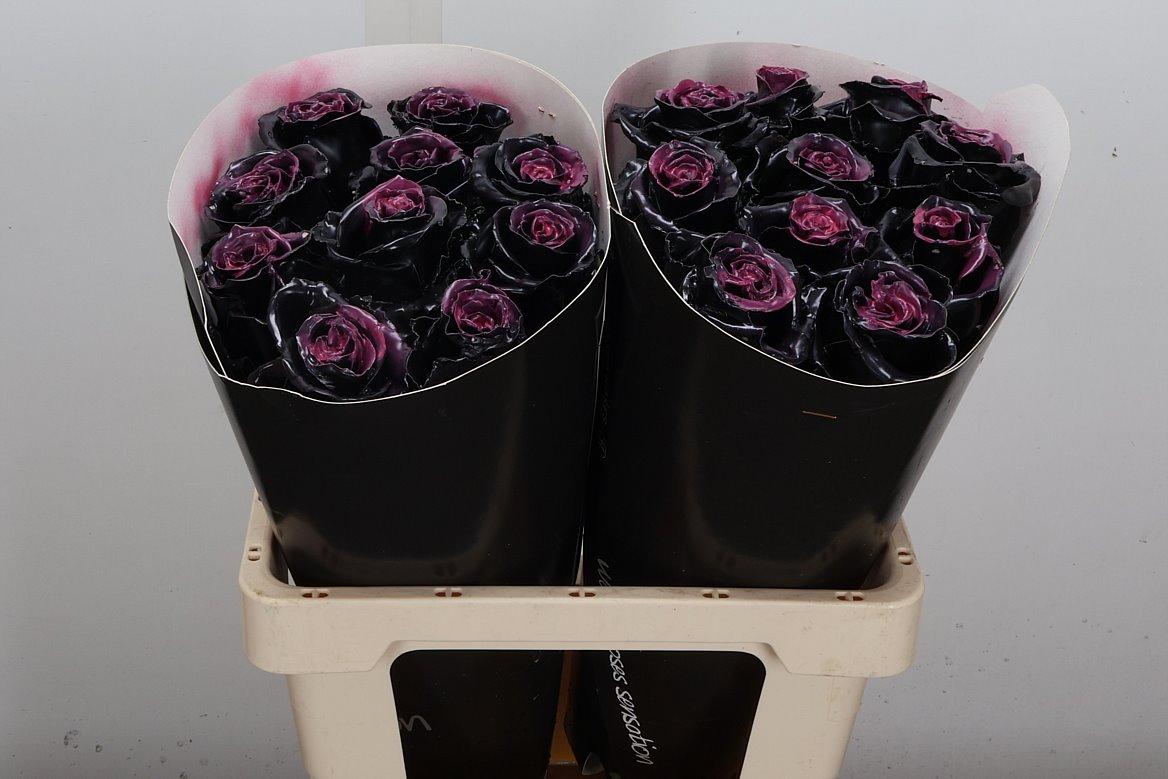 Срезанные цветы оптом Rosa large wax black A от 20шт из Голландии с доставкой по России