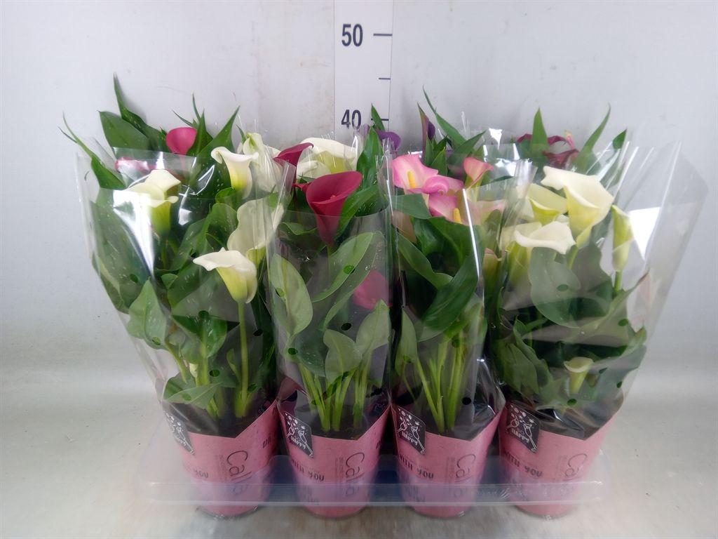 Горшечные цветы и растения оптом Zantedeschia   ...mix от 8шт из Голландии с доставкой по России