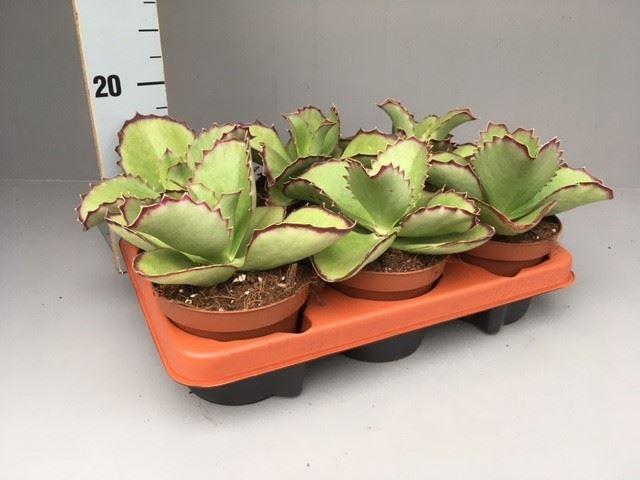 Горшечные цветы и растения оптом Kalanchoe   ... от 6шт из Голландии с доставкой по России