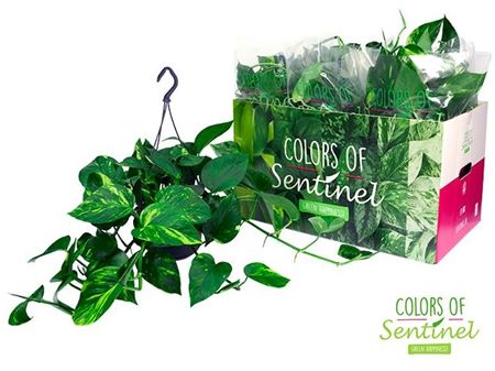 Горшечные цветы и растения оптом Epipremnum Aureum Hang от 6шт из Голландии с доставкой по России