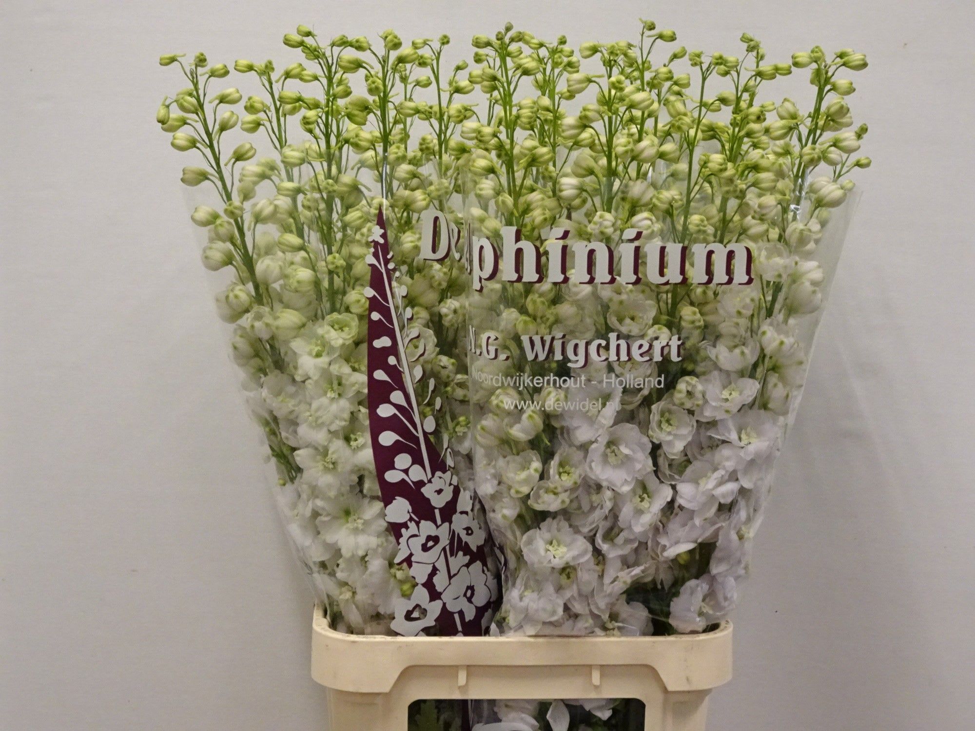 Срезанные цветы оптом Delphinium do dewi white smile от 30шт из Голландии с доставкой по России