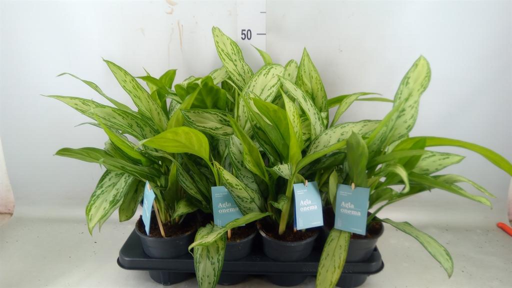 Горшечные цветы и растения оптом Aglaonema Silver Queen от 8шт из Голландии с доставкой по России Горшечные цветы и растения оптом Aglaonema Silver Queen от 8шт из Голландии с доставкой по России