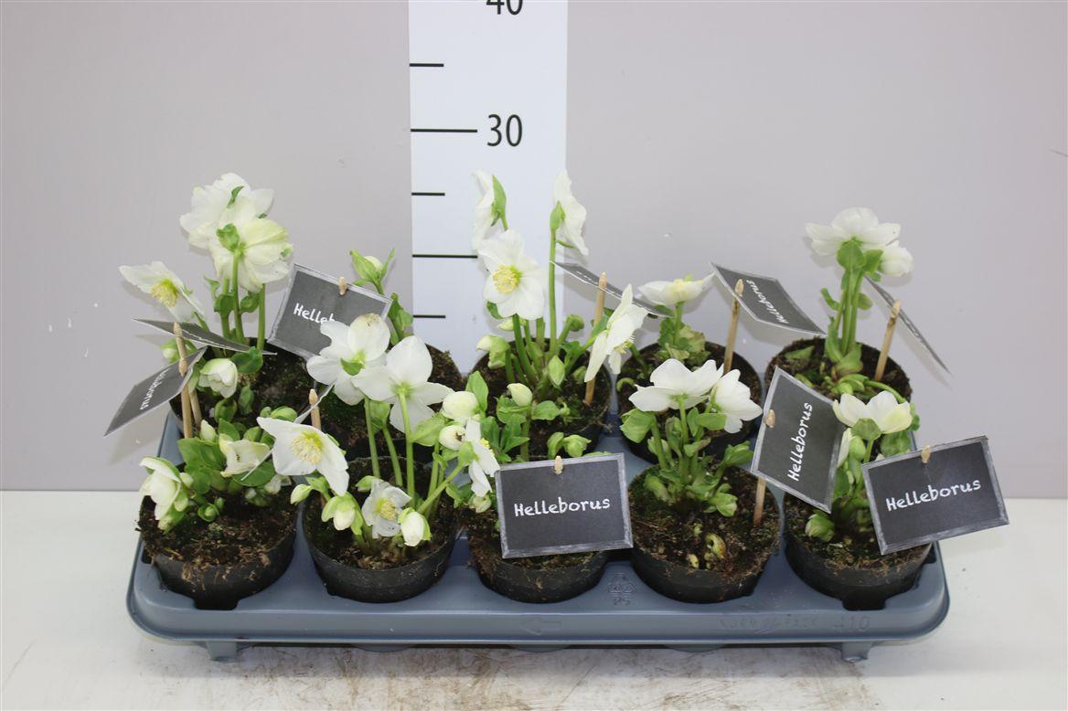 Горшечные цветы и растения оптом Helleborus Ni Winter Fleur 8+ Zonder Blad от 10шт из Голландии с доставкой по России