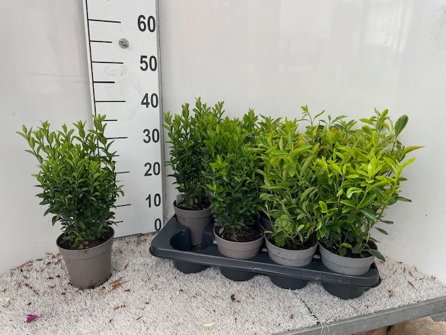Горшечные цветы и растения оптом Euonymus Jap Gem от 8шт из Голландии с доставкой по России