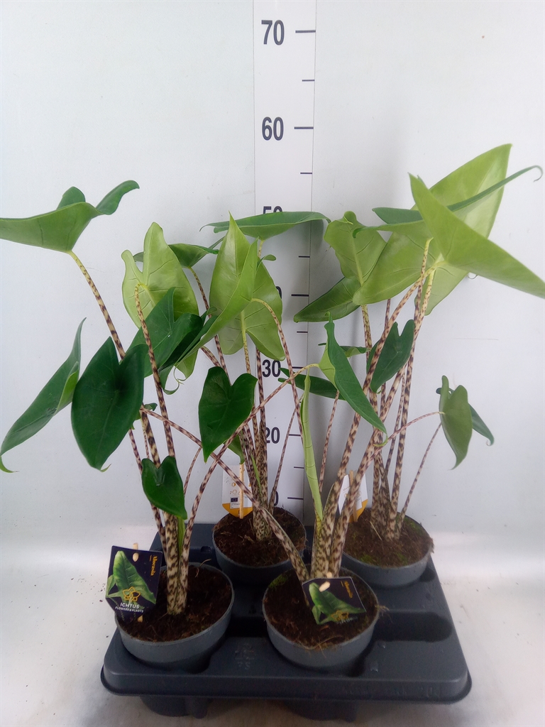 Горшечные цветы и растения оптом Alocasia Zebrina от 4шт (для телеги) из Голландии с доставкой по России