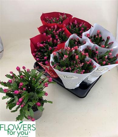 Горшечные цветы и растения оптом Schlumb Gem 2 Kl 45+ от 9шт из Голландии с доставкой по России