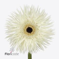 Срезанные цветы оптом Gerbera phantom от 50шт из Голландии с доставкой по России