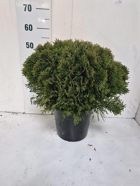 Горшечные цветы и растения оптом Thuja O Danica от 1шт из Голландии с доставкой по России